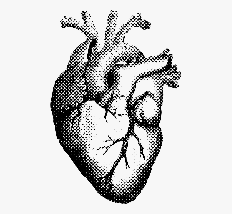 Transparent Body Heart Clipart - Anatomical Heart Vector, Transparent Clipart