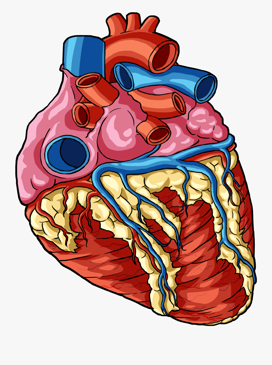Transparent Human Body Png - Transparent Background Human Heart Transparent, Transparent Clipart