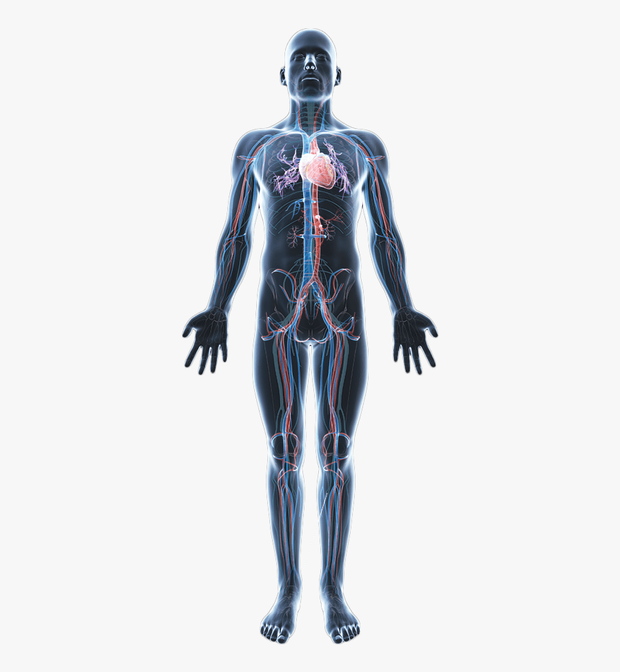 Png Hd Vector Psd - Transparent Human Body Png, Transparent Clipart