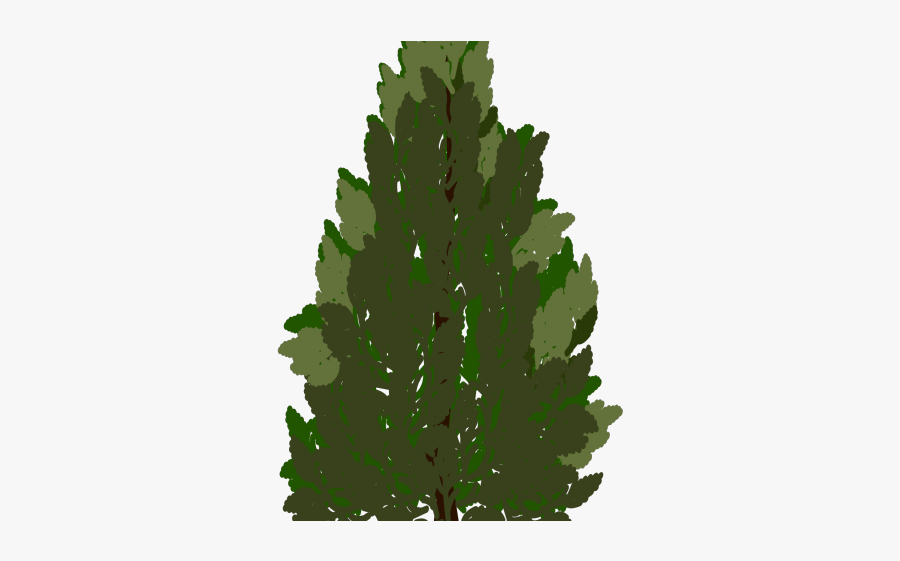 Gambel Oak, Transparent Clipart