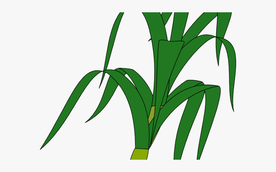 Tree Clipart Gumamela - Clip Art, Transparent Clipart