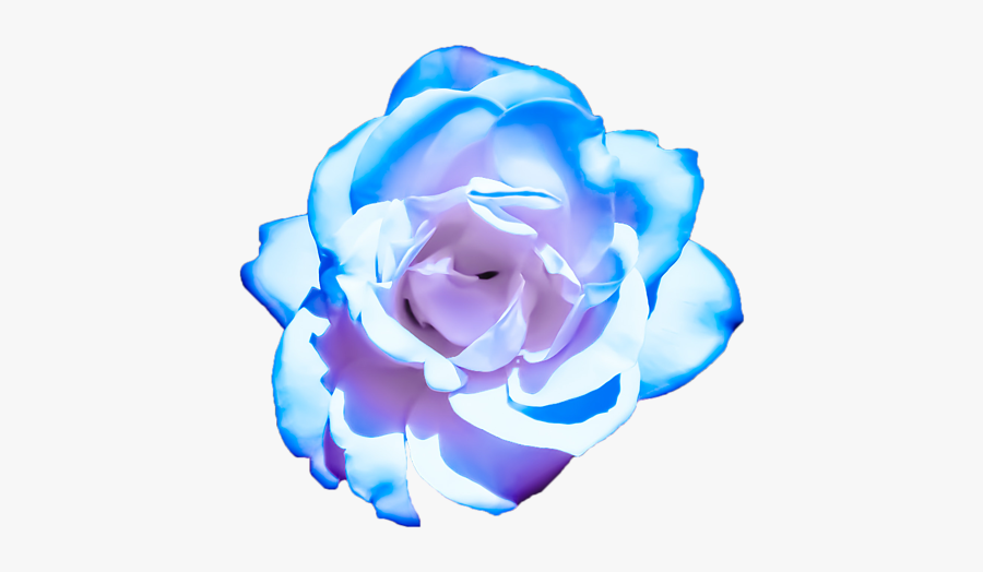 Clip Art Blue And Pink Roses, Transparent Clipart