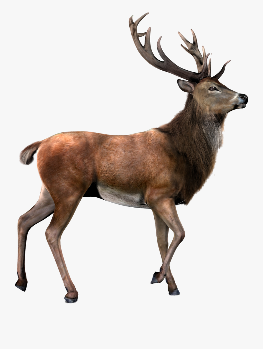 Elk Clipart Game Wild - Deer Transparent Background, Transparent Clipart