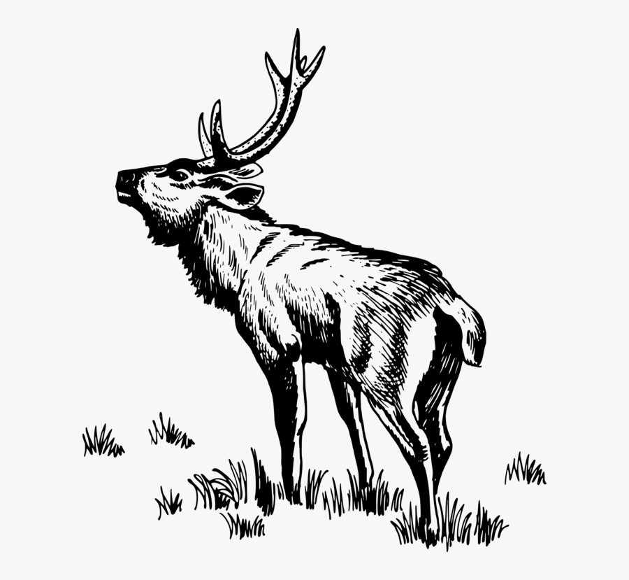 Elk,wildlife,tail - Rusa Vector Png, Transparent Clipart