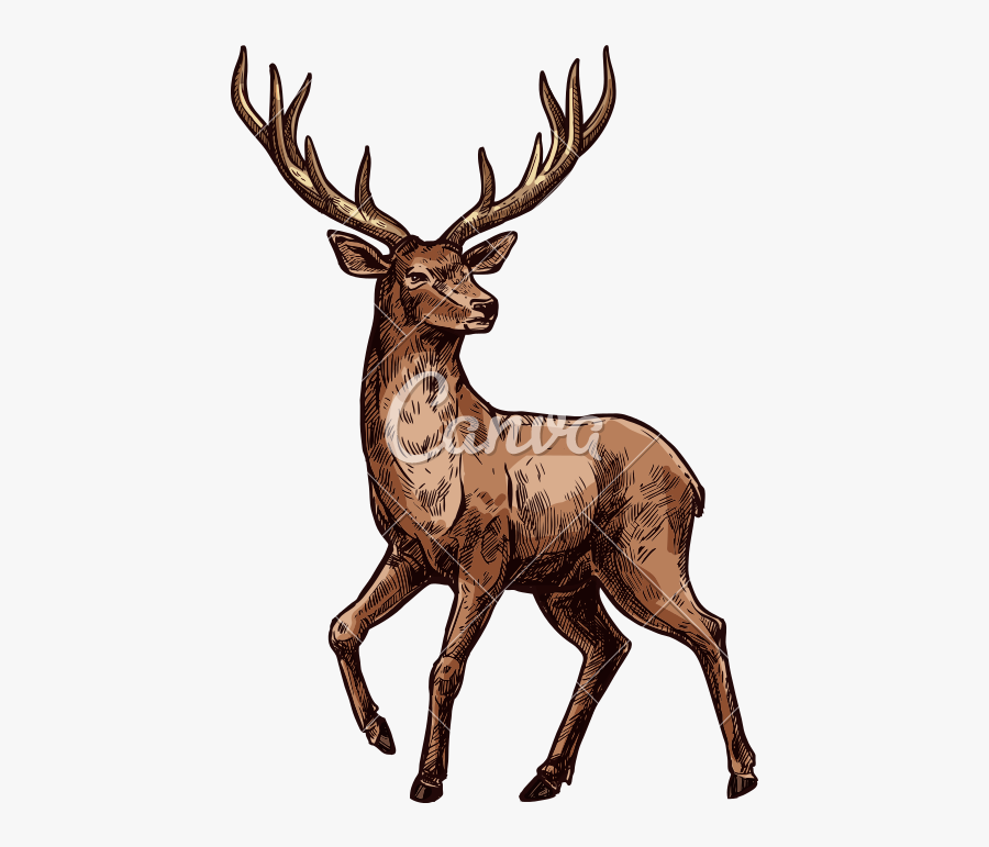 Clip Art Of Wild Mammal Animal - Elk Sketch, Transparent Clipart