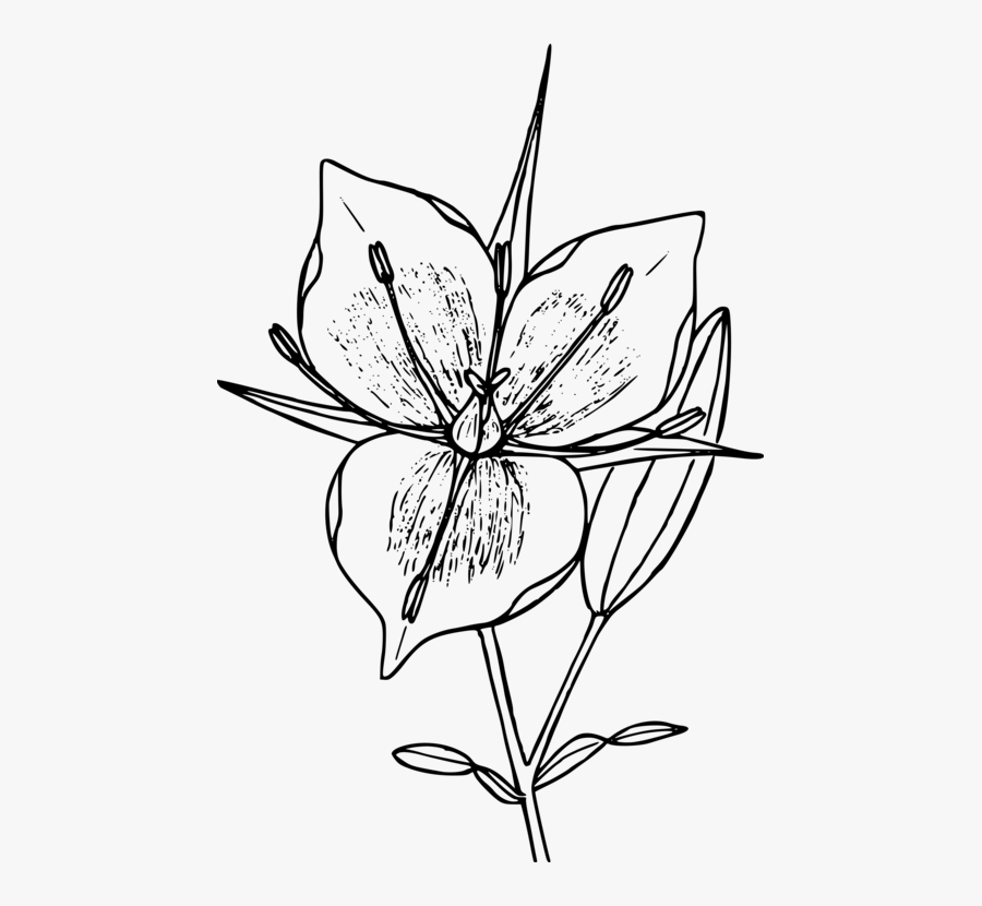 Collection Of Free Mountains Drawing Flower Download - White Mariposa Flower Drawing, Transparent Clipart