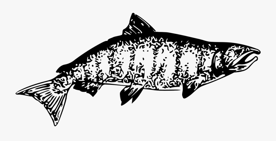 Chinook Salmon Clip Art, Transparent Clipart
