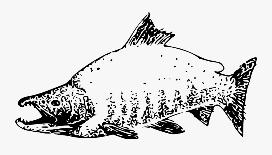 Salmon, Transparent Clipart