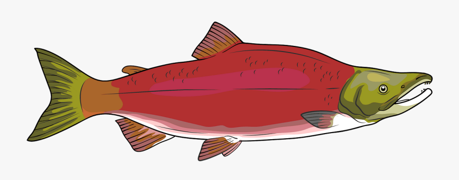 Sockeye Salmon, Transparent Clipart