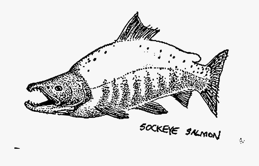Art,monochrome Photography,carnivoran - Salmon, Transparent Clipart