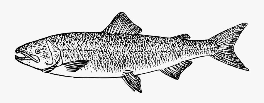 Line Art,shark,monochrome Photography - Clip Art, Transparent Clipart