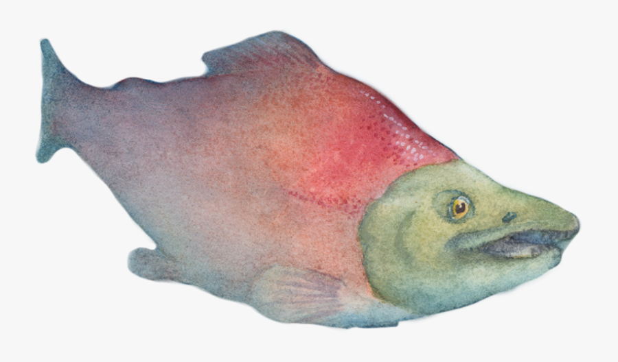 Clip Art The Journey A - Sockeye Salmon, Transparent Clipart