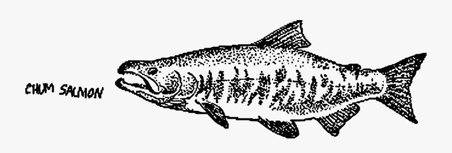 Chum Salmon Mapitize Clip Arts - Salmon, Transparent Clipart