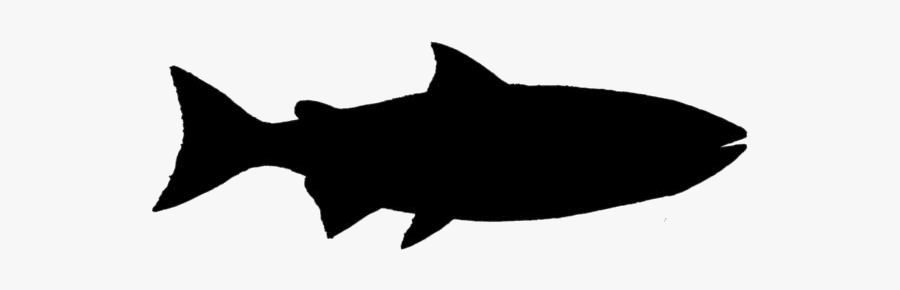 Transparent King Salmon Clipart, King Salmon Png Image - Shark, Transparent Clipart