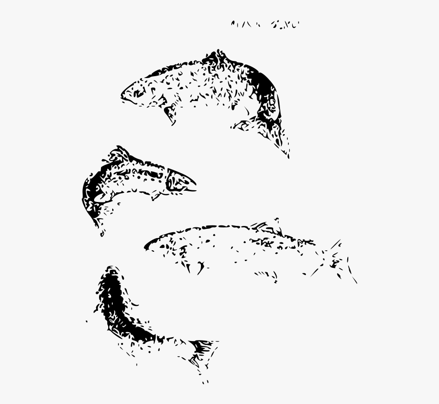 Atlantic Salmon - Salmon, Transparent Clipart