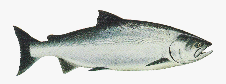Noaa Report Establishes Chinook Monitoring Framework - Chinook Salmon Png, Transparent Clipart