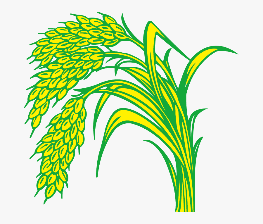 Rice Field Drawing - Paddy Clipart, Transparent Clipart