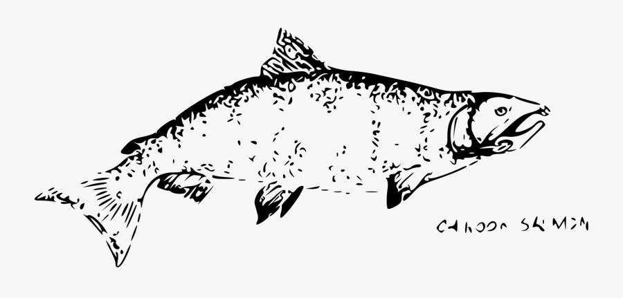 Art,monochrome Photography,carnivoran - Salmon, Transparent Clipart