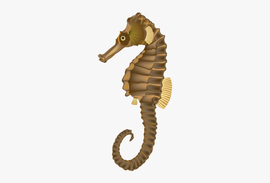 Sea Horse Png - Sea Horse, Transparent Clipart