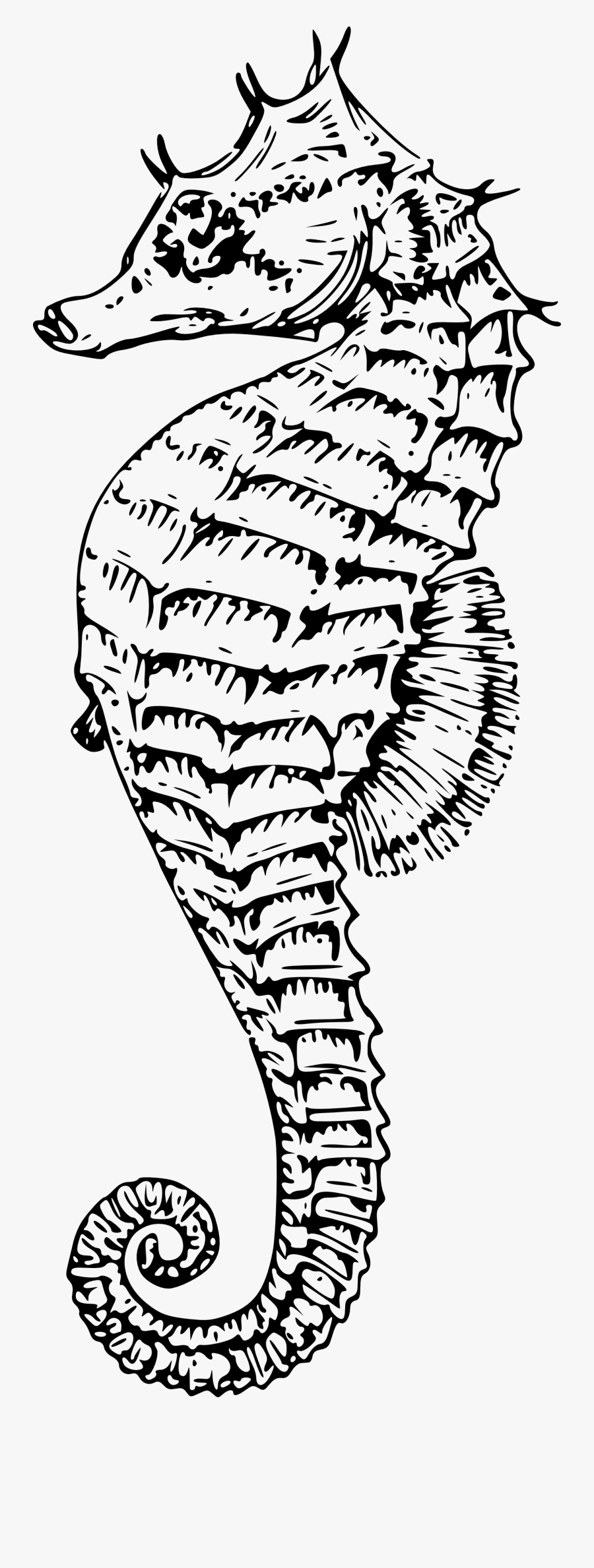 Clip Art Sea Horse Drawing - Line Drawing Of Sea Horse, Transparent Clipart