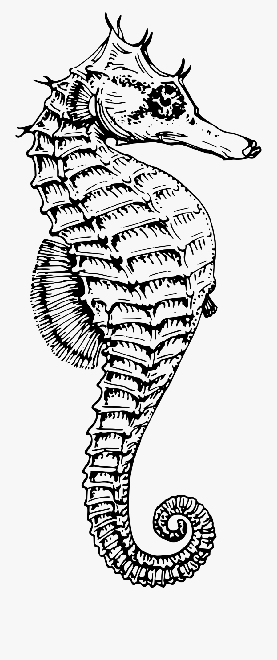 Seahorse 3 Clip Arts - Black And White Seahorse, Transparent Clipart