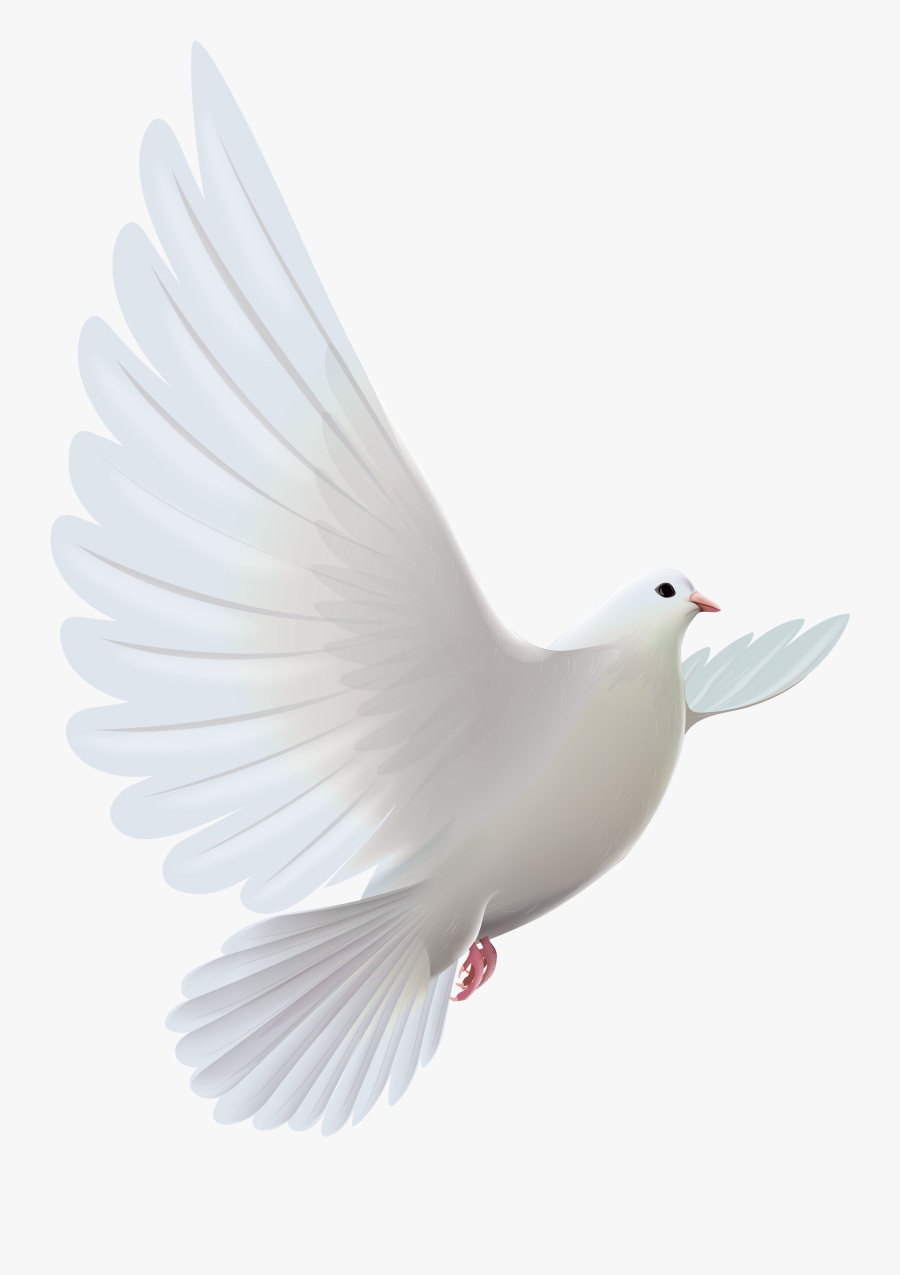 White Dove Transparent Png Clipart - Transparent Background Dove Png, Transparent Clipart