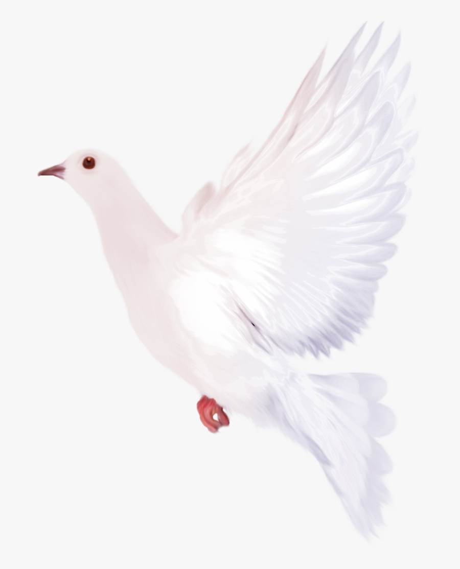 White Dove Clipart - سكرابز طيور, Transparent Clipart