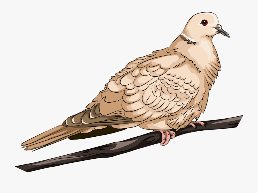 Pigeons And Doves, Transparent Clipart