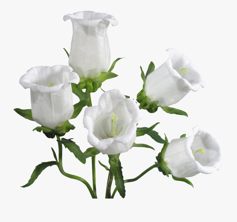 White Bellflower Clipart Dove Free Clip Art - Bell Flowers Png Transparent, Transparent Clipart