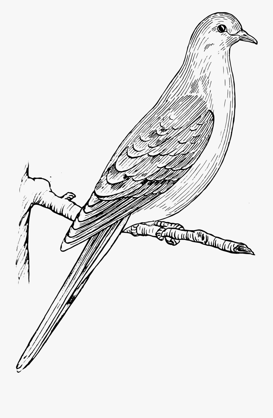 Collection Of Mourning - Mourning Dove Clipart Black And White, Transparent Clipart
