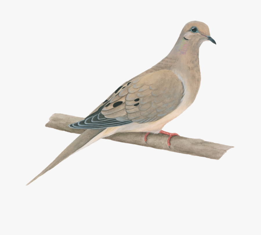 Transparent Background Mourning Dove Clipart , Png - Mourning Dove Clip Art, Transparent Clipart