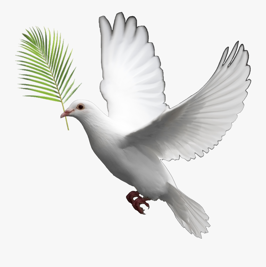 Transparent Dove Clipart Png - Dove With Transparent Background, Transparent Clipart