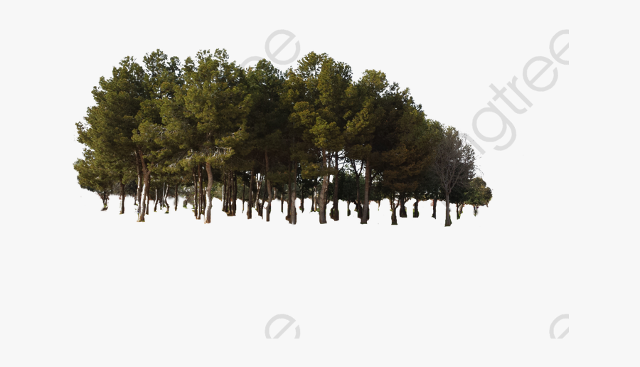 Jungle Tree Woods Clipart - Forest Trees Transparent Png, Transparent Clipart