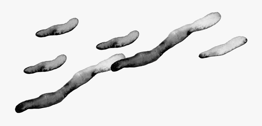 Dark Woods - Tree, Transparent Clipart