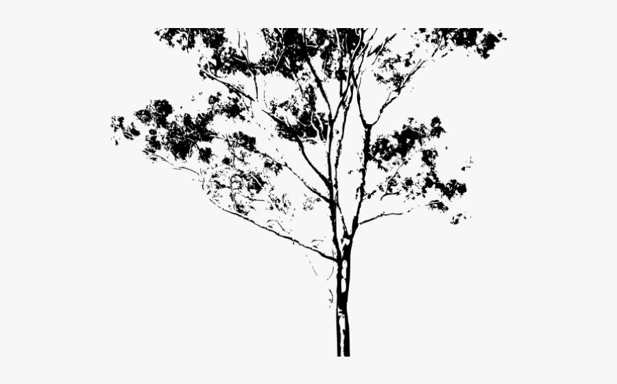 Eucalyptus Clipart Gum Leaves - Silhouette Trees Eucalyptus, Transparent Clipart