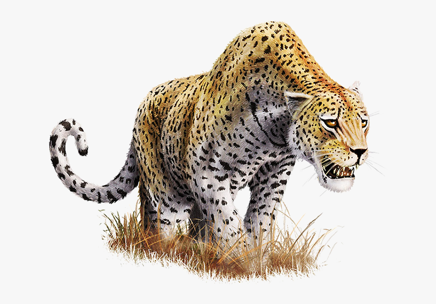 Download Leopard Download Png - Leopard Transparent Background, Transparent Clipart