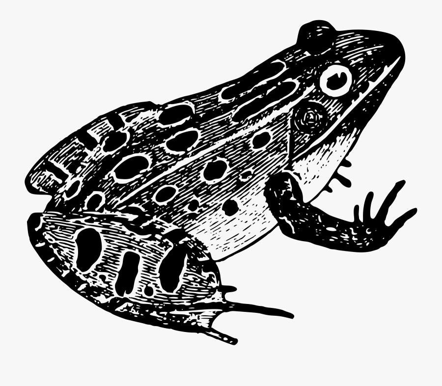 Leopard Frog - Black And White Frog Png, Transparent Clipart