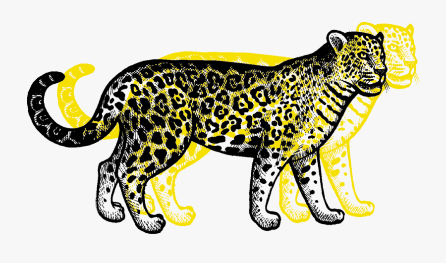 Transparent Leopard Png - Clouded Leopard, Transparent Clipart