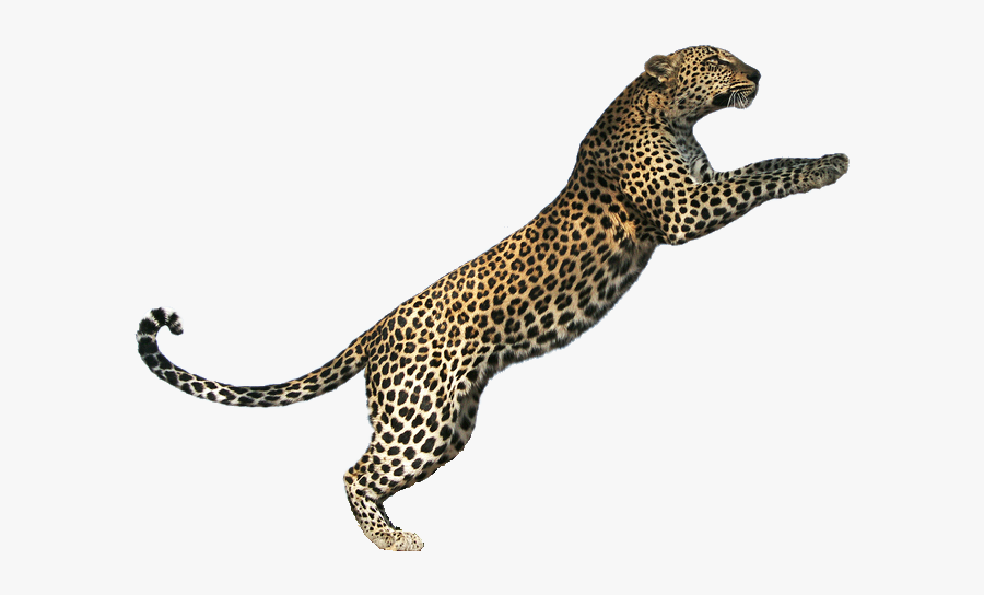Leopard Png, Transparent Clipart