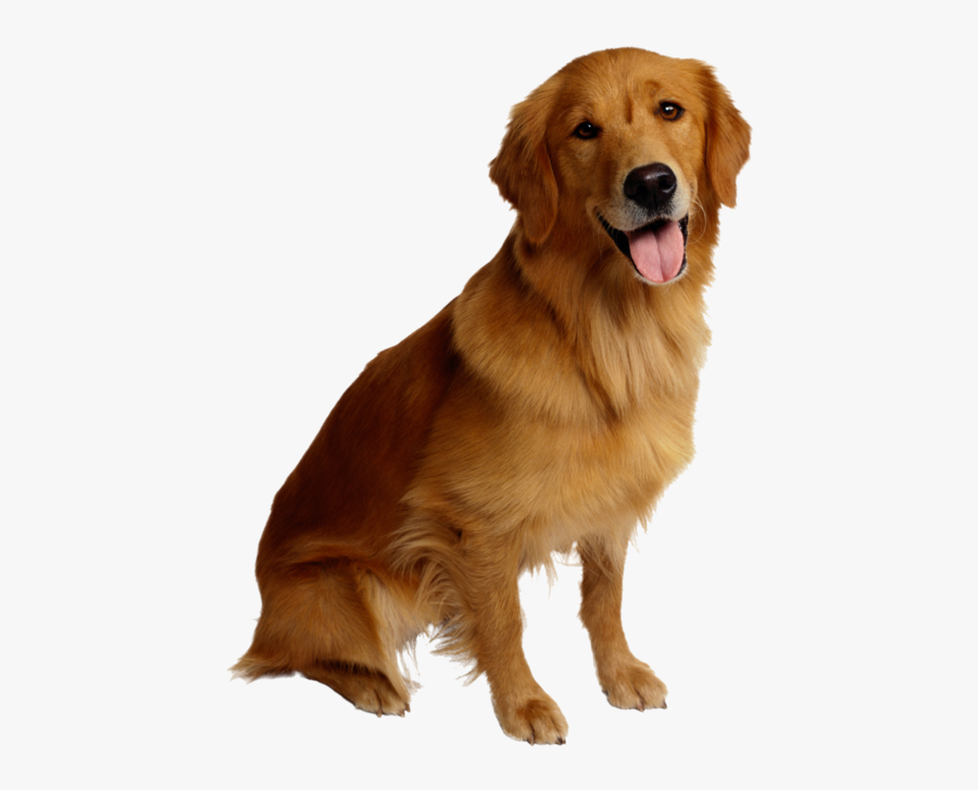 Png Chien - Golden Retriever Png, Transparent Clipart