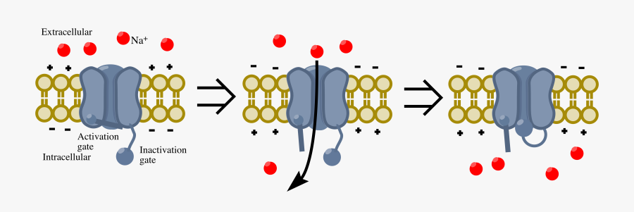 Voltage Gated Sodium Channel, Transparent Clipart