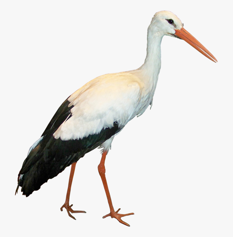 Crane Clipart Stork Bird - Stork Png, Transparent Clipart
