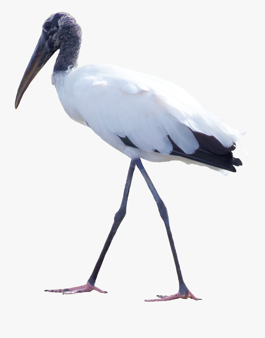 Bird White Stork Feather Clip Art - Bird Png Everglade, Transparent Clipart
