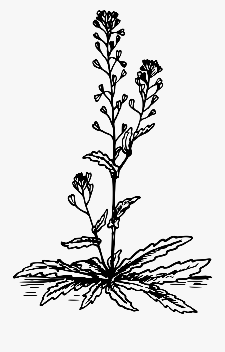 Shepherd"s Purse - Bolsa De Pastor Dibujo, Transparent Clipart