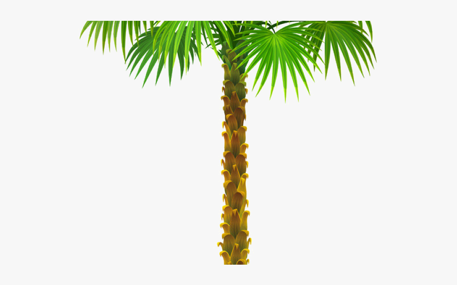 Coconut Tree Clipart Curved - Clipart Of Palm Tree, Transparent Clipart