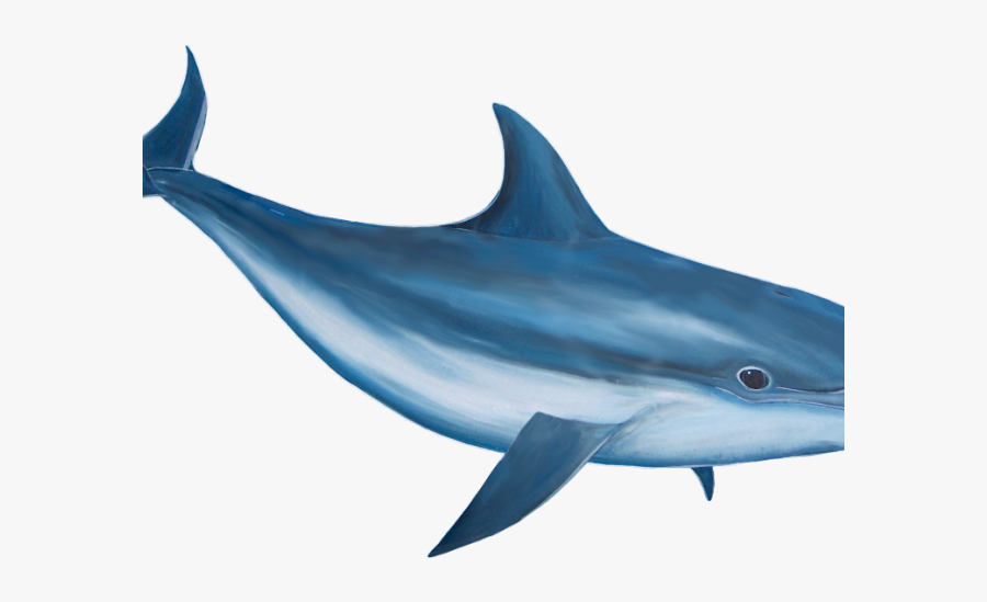 Dolphin Png, Transparent Clipart
