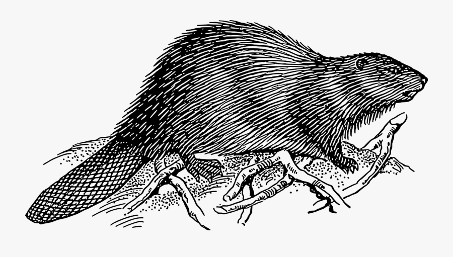 Beaver 2 Svg Clip Arts - Beaver Black And White, Transparent Clipart
