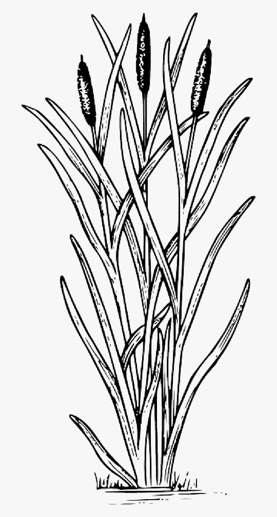 Drawing Cattail Clip Art Image - Cattail Clipart, Transparent Clipart
