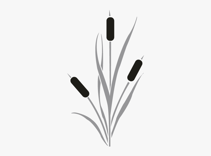 Cattail Drawing Clip Art - Cattails Clipart, Transparent Clipart
