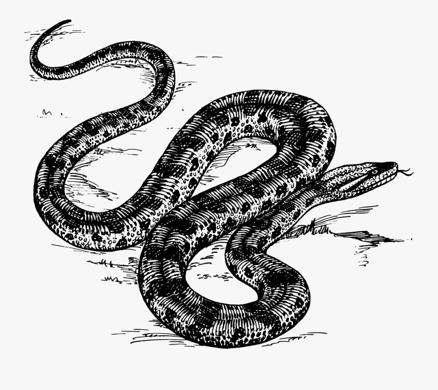 Anaconda Black And White, Transparent Clipart